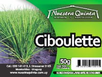 ciboulette