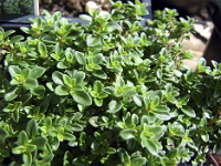 tomillo limon  Tomillo Limón